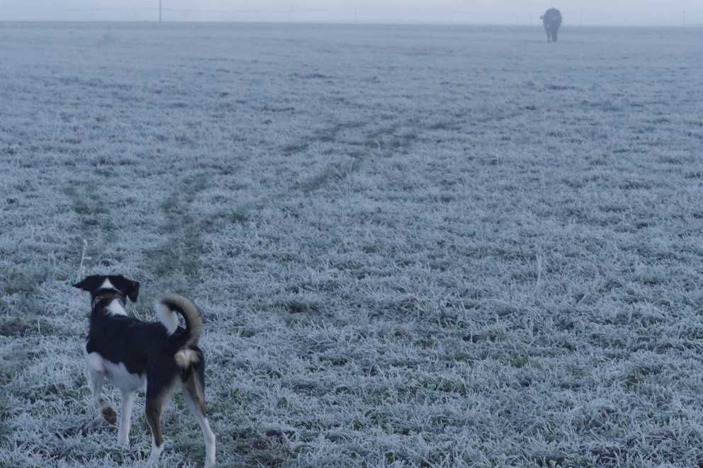 Border Jack, crossbreed Jack Parson Terrier and Border Collie