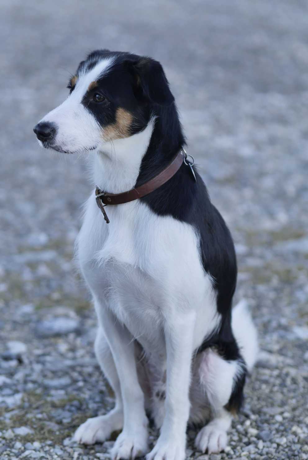 Border Jack, krzyżówka Border Collie i Jack Parson Terrier