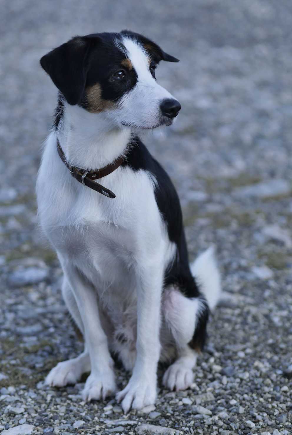 Border Jack, Iza Gronowska Gajda, crossbreed Border Collie i Jack Parson Terrier