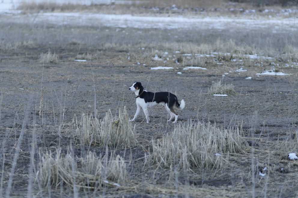 Border Jack, crossbreed Border Collie and Jack Parson Terrier, Iza Gronowska Gajda, Schwangau, Forggensee, Germany