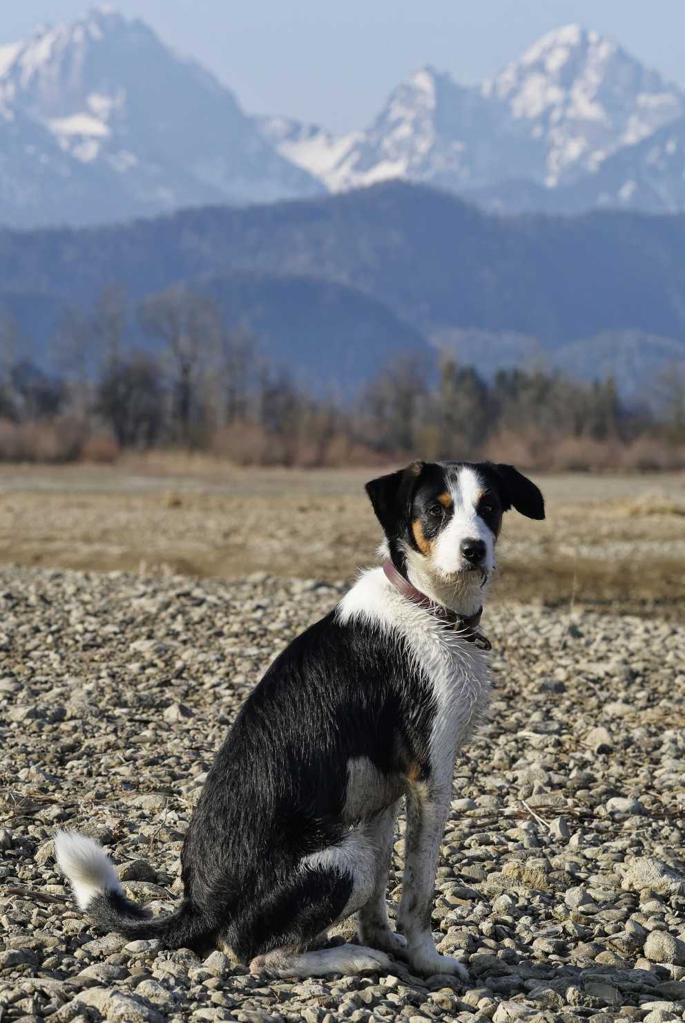 Border Jack, Schwangau, Forggensee, Germany