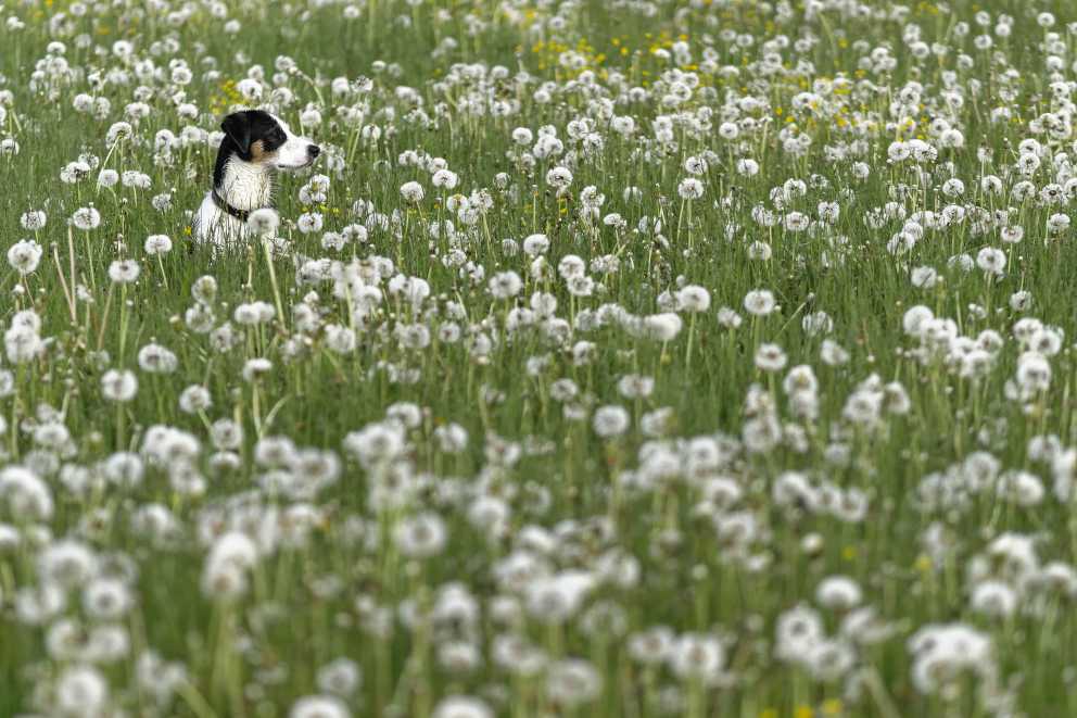 Border Jack, Iza Gronowska Gajda, mieszanka Border Collie i Jack Parson Terrier